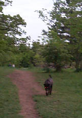 DevilDog2