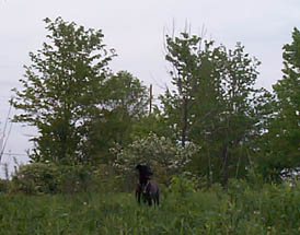 NaturalOsa2