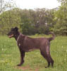 DevilDog