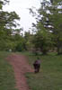 DevilDog2