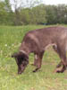GroundSniffin