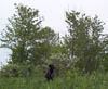 NaturalOsa