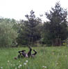 RollinInClover