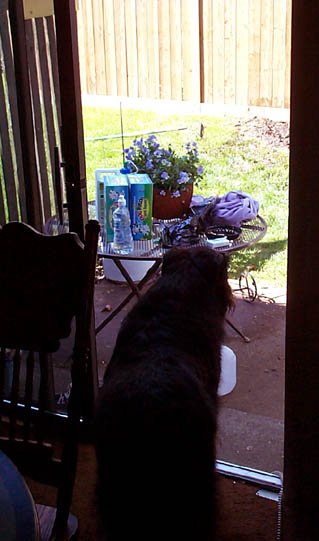 OsaLookinOutside