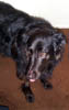 TongueOut